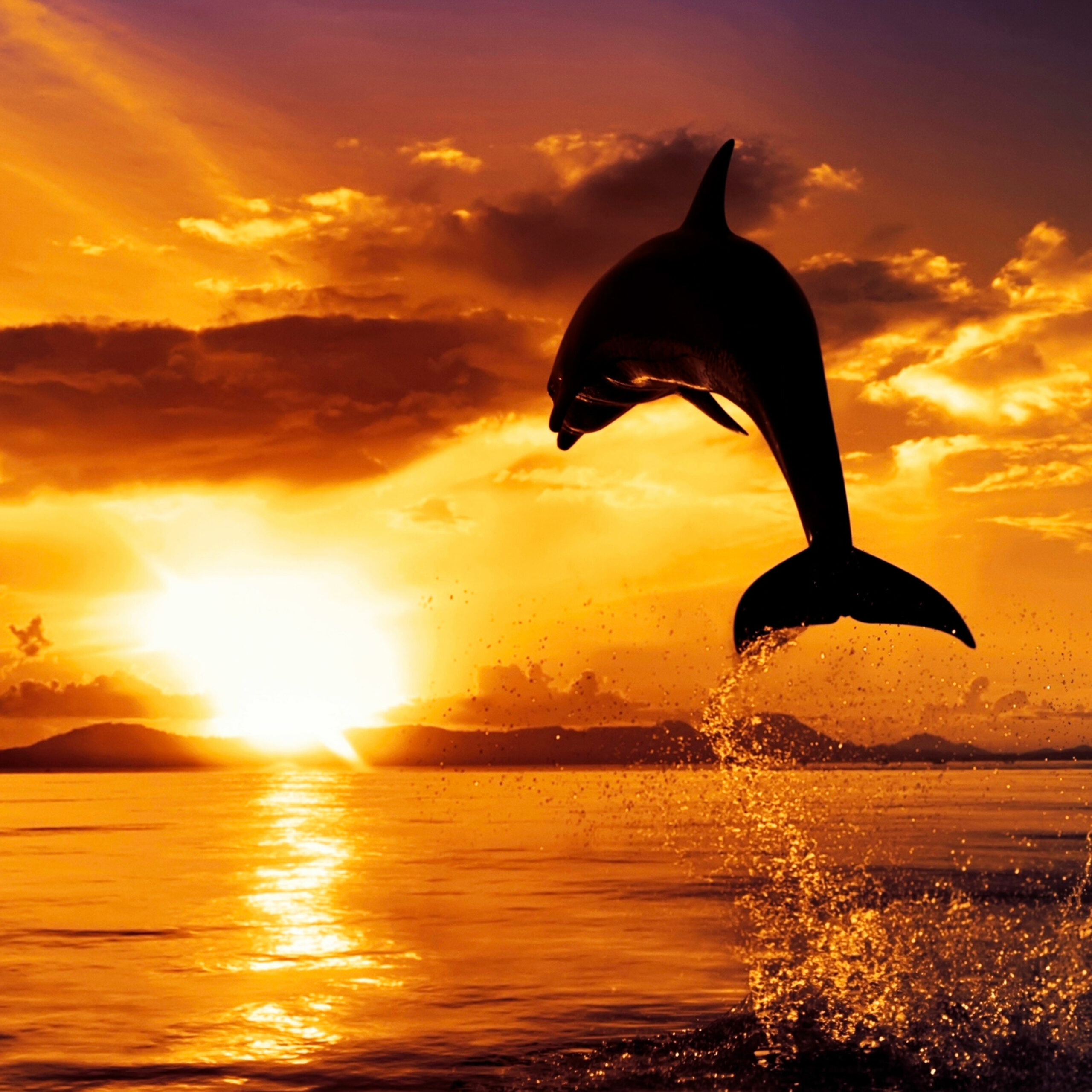 Dolphin_Jump_2560x1440_4e1d3a3702fed